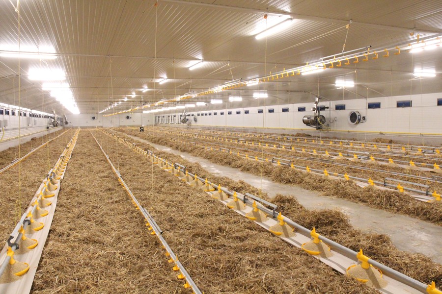Fattening stable for broilers chickens Bitozeves