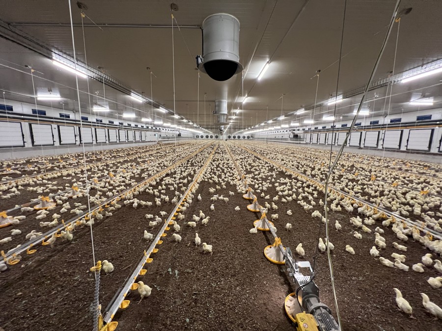 Fattening stable for broilers chickens Popovice