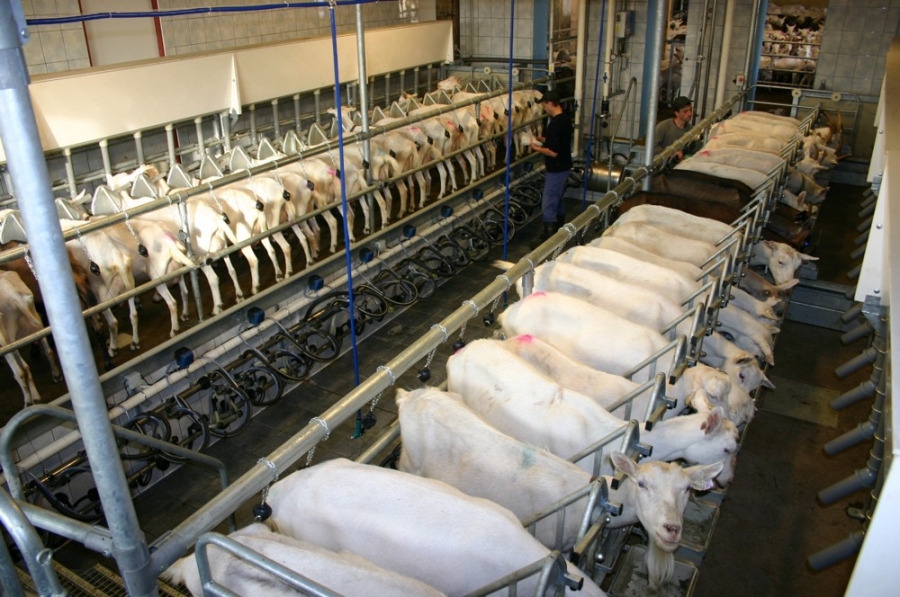 Milking sheep and goats - Farmtec a.s.