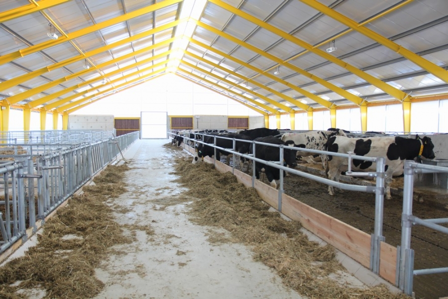 Коровник для дойных коров + родильное отделение - Morašice