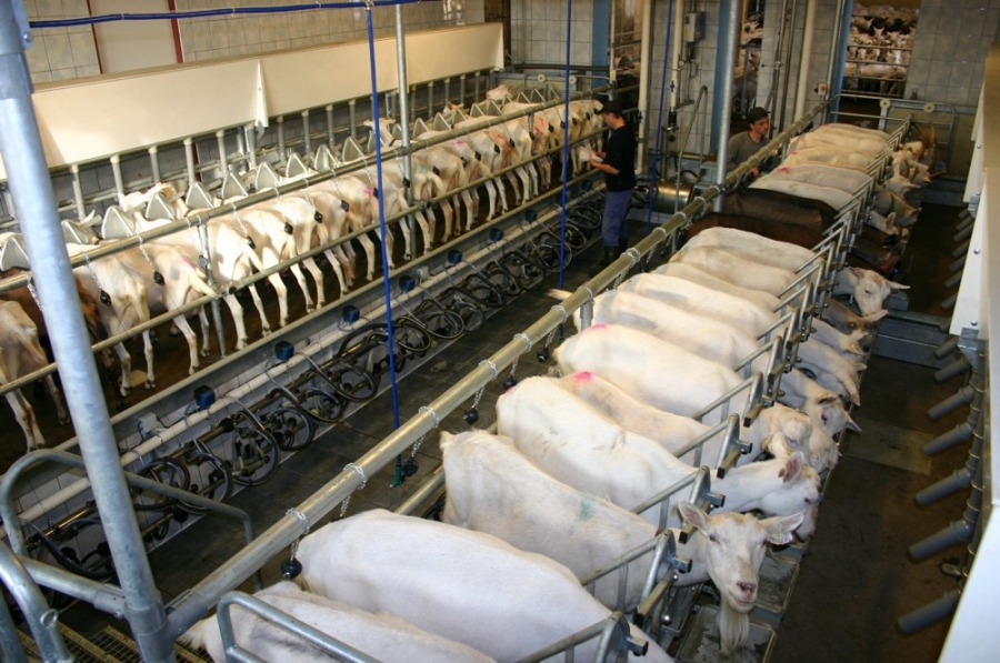 Milking parlour for sheep and goats - Pěnčín