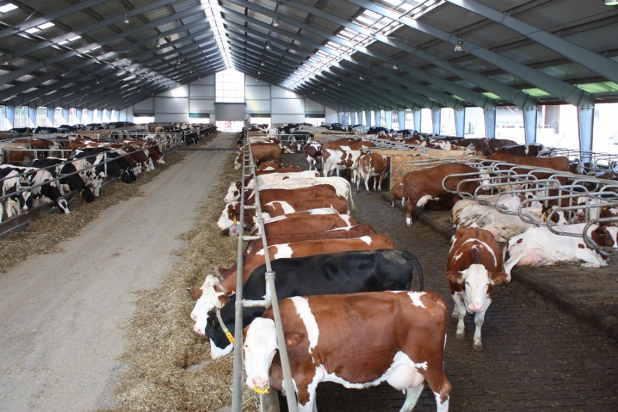 Newly built stables for dairy cows - Zdislavice