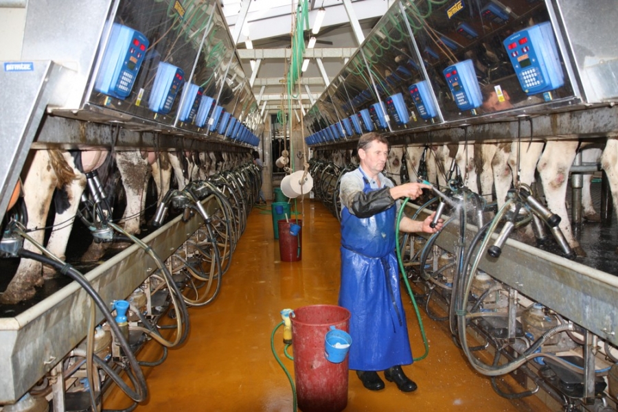 Parallel milking parlour - Petrovice (Bystřice)