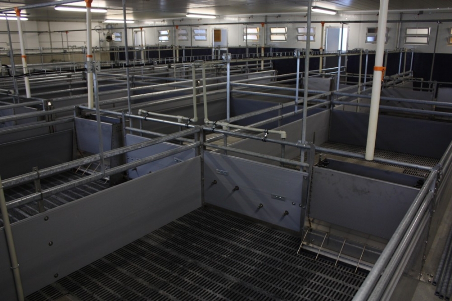 Sows calving facility with piglets breeding - Březina