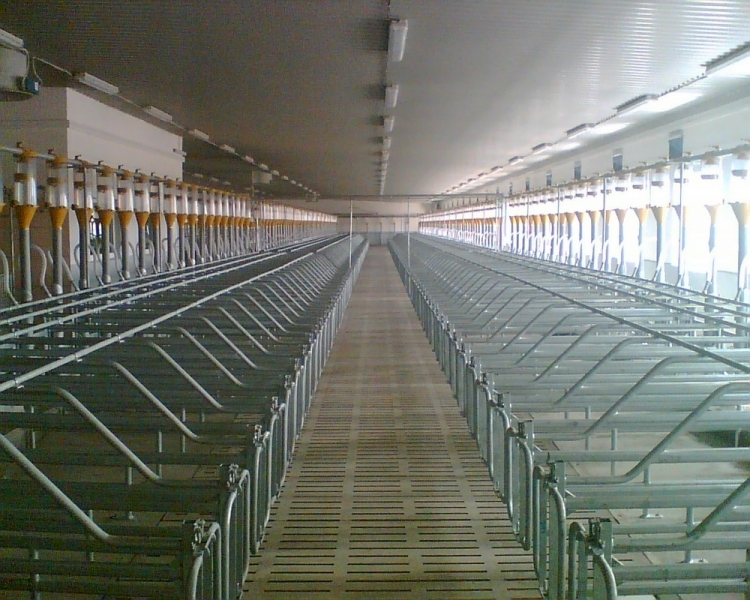 Sows calving facility with piglets breeding - Chilčici 