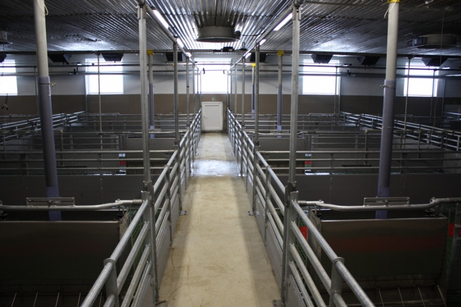 Sows calving facility with piglets breeding - Neštětice
