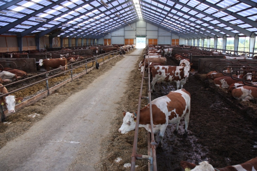 Stable for dairy cows - Hajany