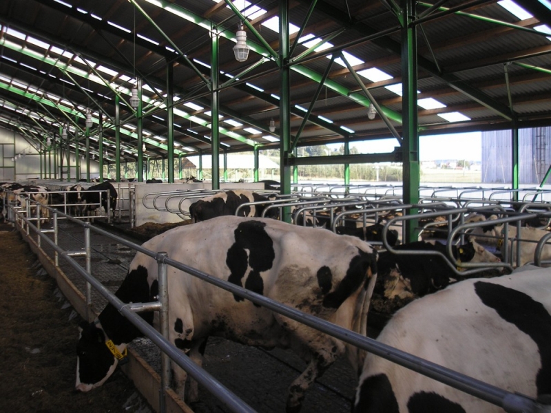 Stable for dairy cows - Křižanov