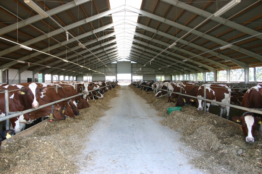 Stable for dairy cows - Prudnik