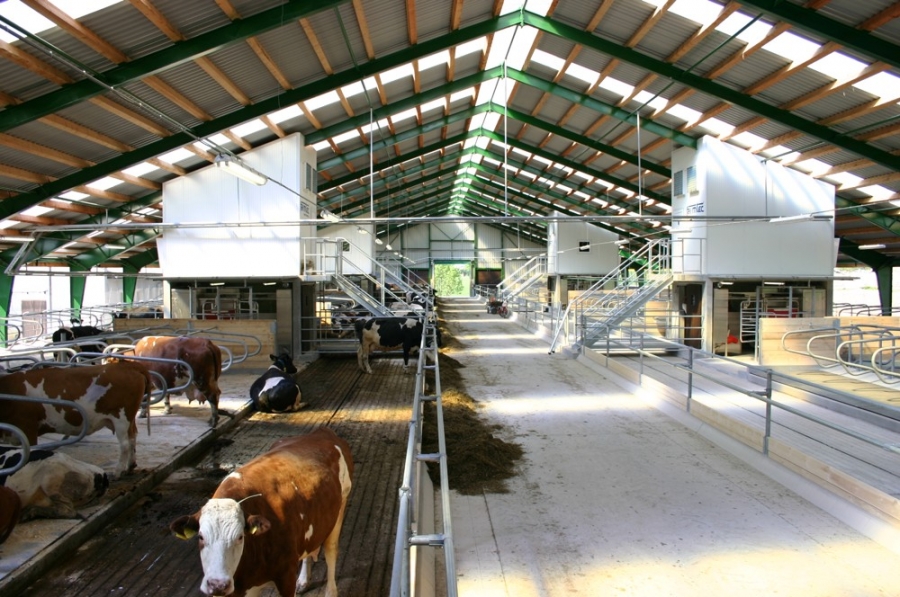 Stable for dairy cows - Slatina nad Úpou