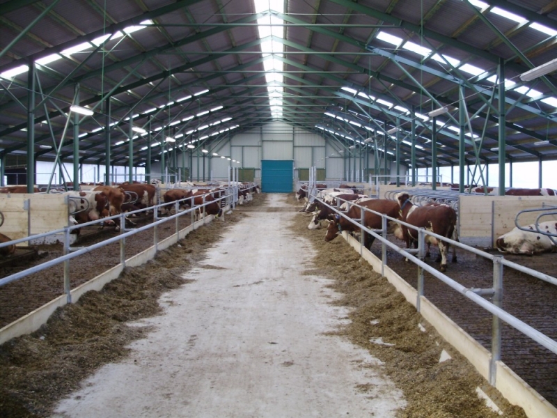 Stable for dairy cows - Trstěnice