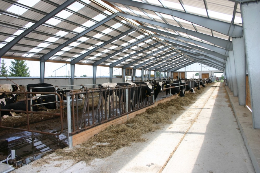Stable for dry-staying cows - Černov